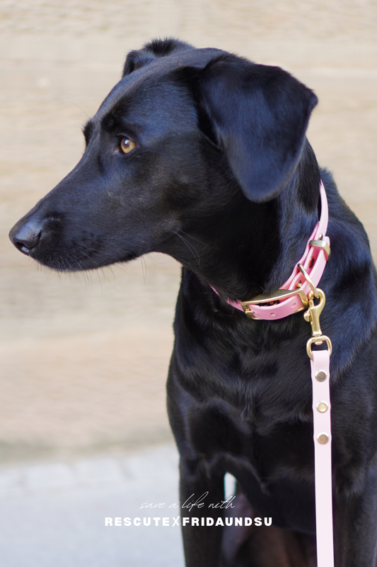 Hundehalsband LARA Rescute Edition